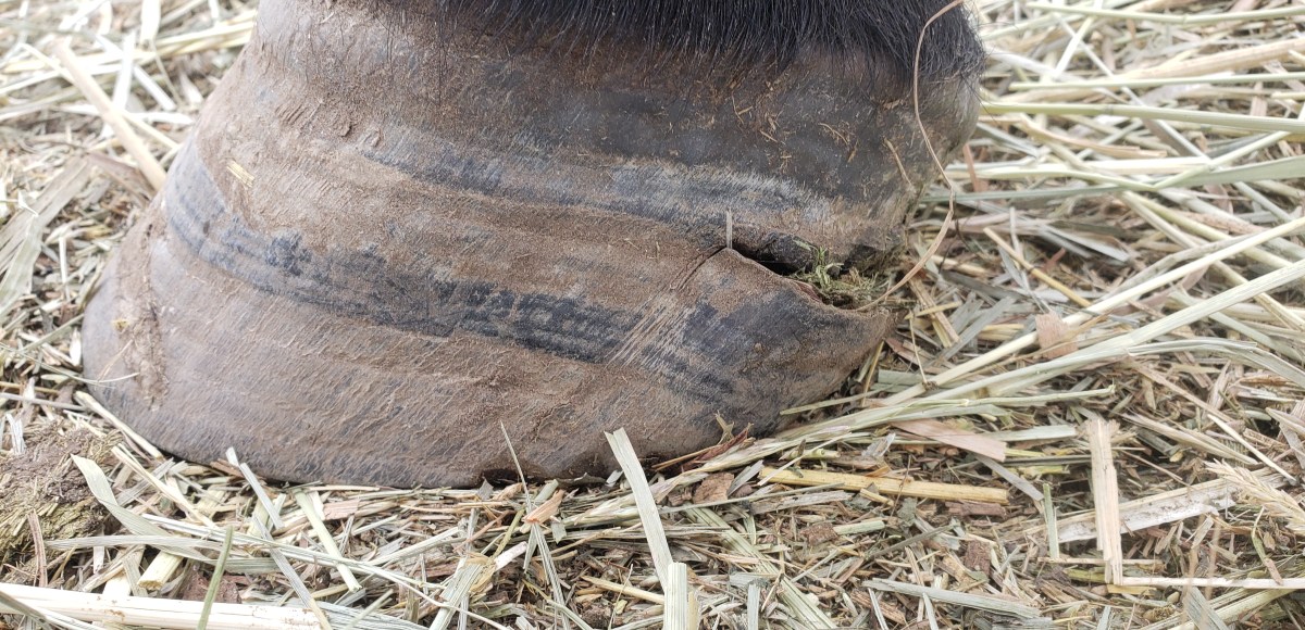 Hoof Of My&nbsp;Dreams