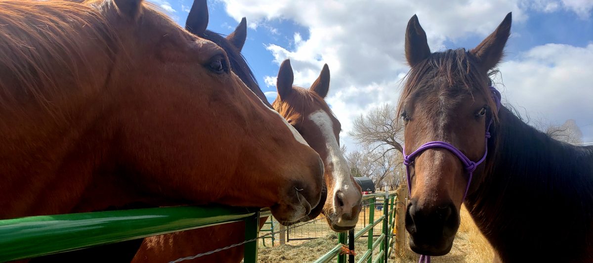 Reenchanted Thoroughbreds